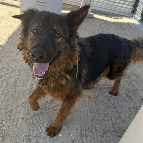 Photo of Roo, adoptable German Shepherd Dog in Thousand Palms, California