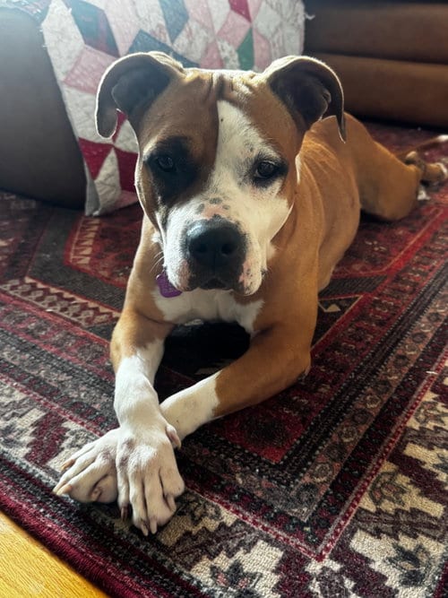 Photo of Shireen, adoptable Pit Bull Terrier in Crete, Illinois