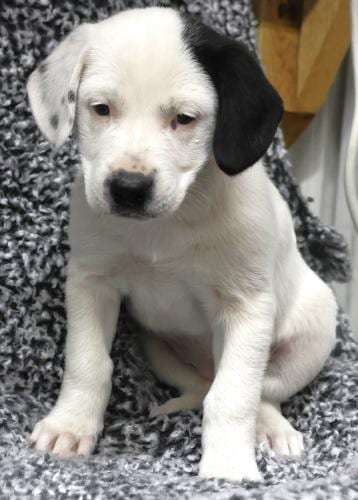 Photo of Amelia, adoptable Pit Bull Terrier in Thief River Falls, Minnesota