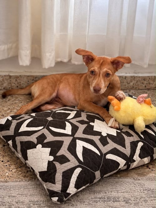 Photo of Sasha, adoptable Retriever in Jenkintown, Pennsylvania