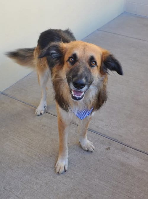 Photo of Freddy Krueger, adoptable German Shepherd Dog in McKinney, Texas
