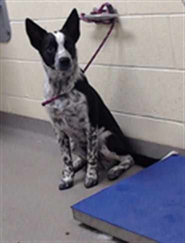 Photo of Alphy, adoptable Australian Cattle Dog/Blue Heeler in Denver, Colorado