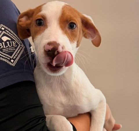 Photo of Frank, adoptable Unknown breed in Rancho Santa Fe, California