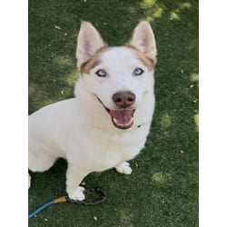 Photo of Charles, adoptable Mixed Breed (Medium) Husky in Chatsworth, California