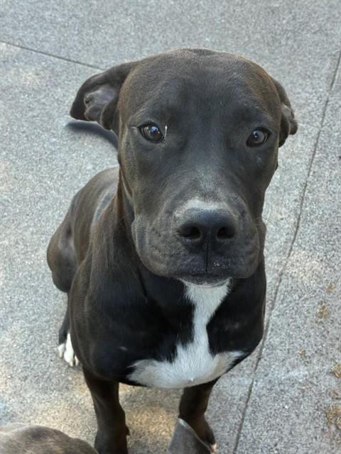 Photo of Biggie, adoptable American Pit Bull Terrier in Phoenix, Arizona