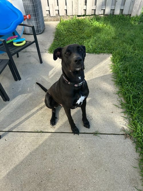 Photo of Sully, adoptable Great Dane in Bullard, Texas