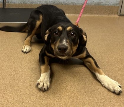Photo of Colonel, adoptable dog in Chamblee, Georgia