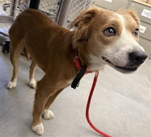 Photo of Lily, adoptable Terrier in Sacramento, California