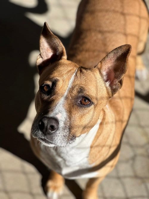 Photo of Sherley, adoptable Pit Bull Terrier in Oak Bluffs, Massachusetts