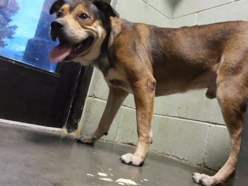 Photo of Copperhead, adoptable Pit Bull Terrier in Tulsa, Oklahoma