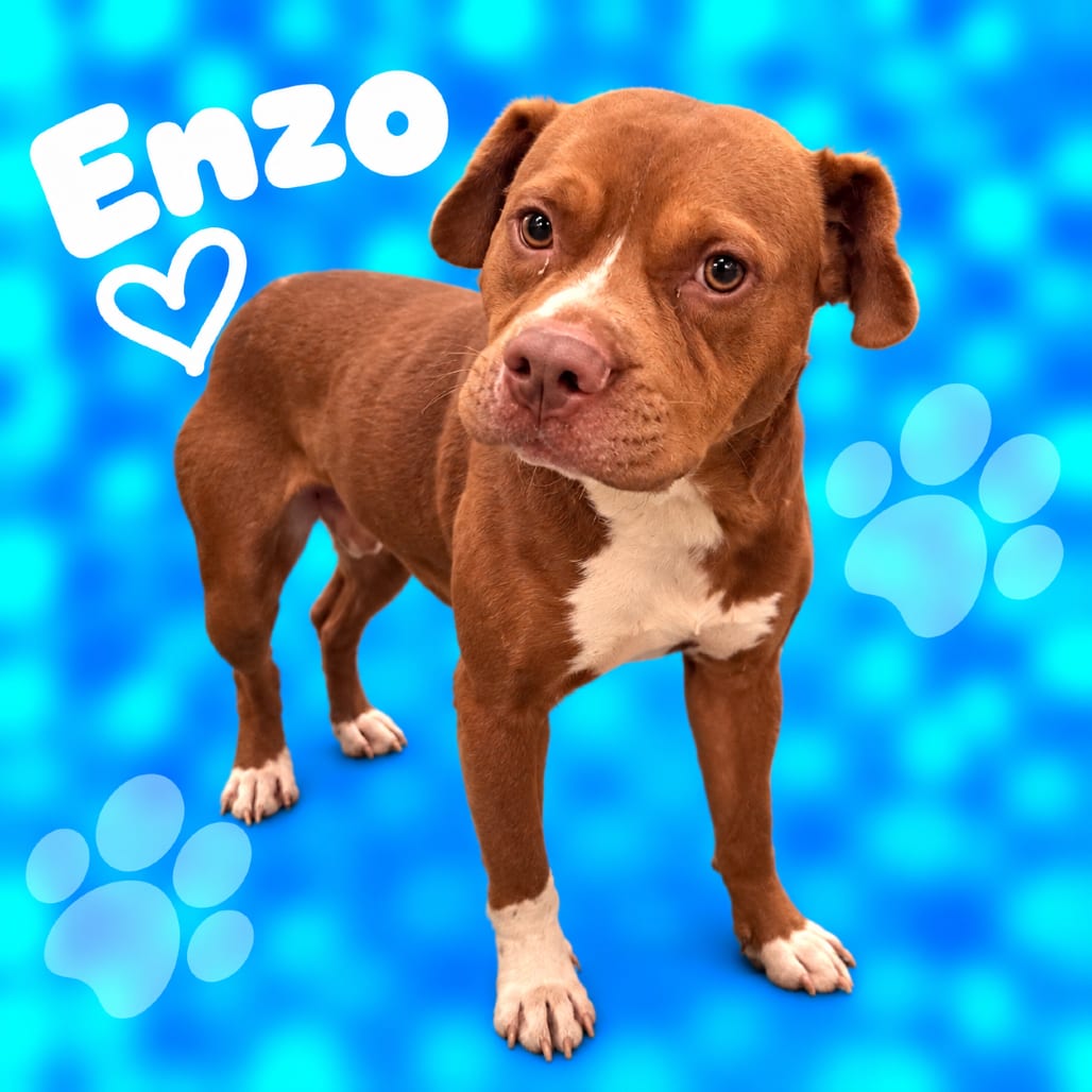 Photo of Enzo, adoptable dog