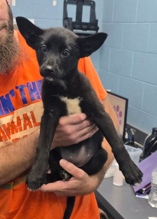 Photo of Jenny, adoptable Shepherd in Evansville, Indiana