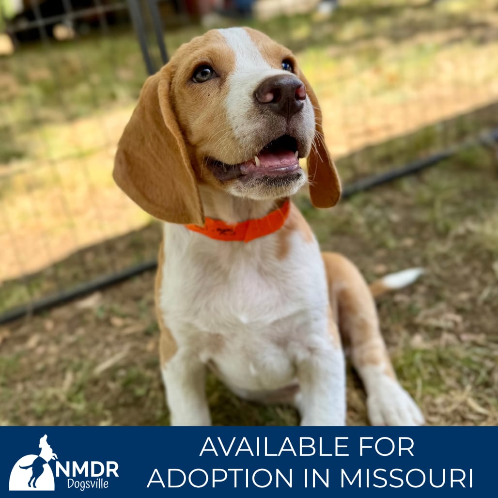 Photo of Scout - Missouri (S26-137), adoptable Beagle in Colorado Springs, Colorado