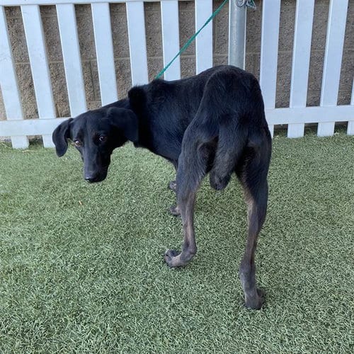 Photo of A615222, adoptable Doberman Pinscher in Modesto, California