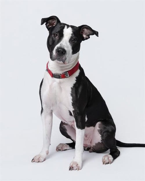 Photo of Starlet, adoptable Staffordshire Bull Terrier in Dedham, Massachusetts