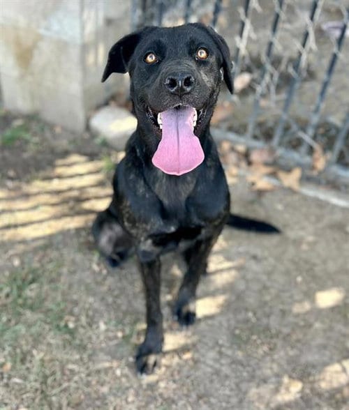 Photo of Gaga, adoptable Labrador Retriever in Riverside, California