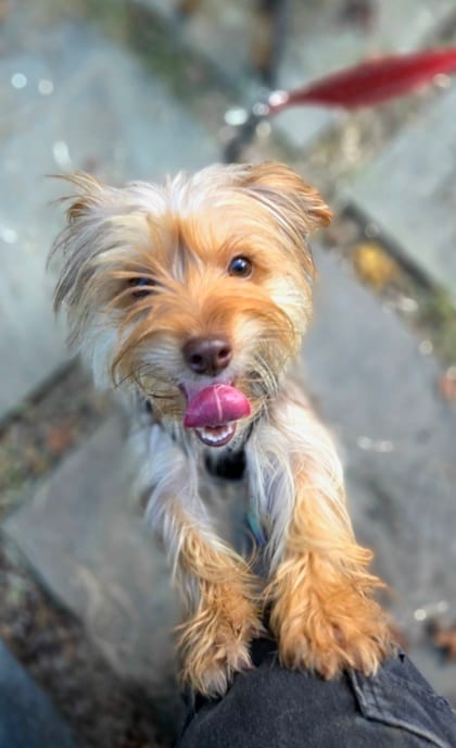 Photo of Hannah (With Ruth), adoptable Terrier, Yorkshire/Mix in Annapolis, Maryland