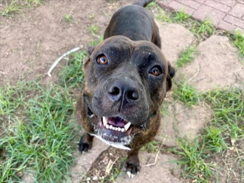 Photo of Melly, adoptable Staffordshire Bull Terrier in Houston, Texas