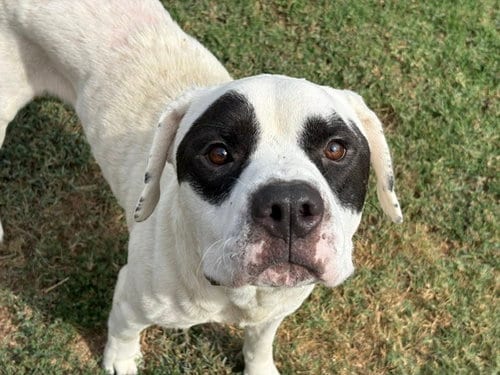 Photo of Racoon, adoptable Pit Bull Terrier in Tulsa, Oklahoma