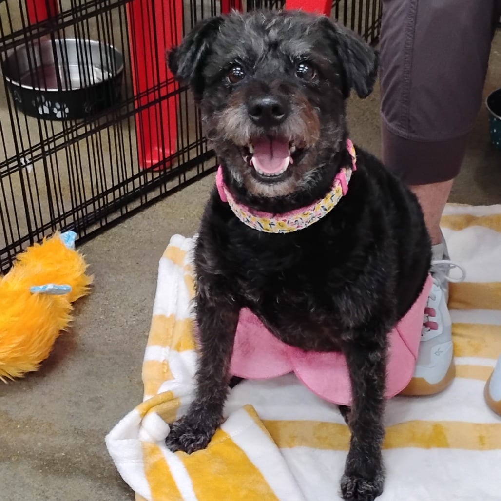Photo of Stella, adoptable Poodle / Mixed Breed (Small) in Pleasanton, California