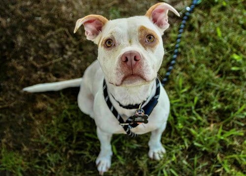 Photo of Pinky, adoptable American Staffordshire Terrier in Norfolk, Virginia