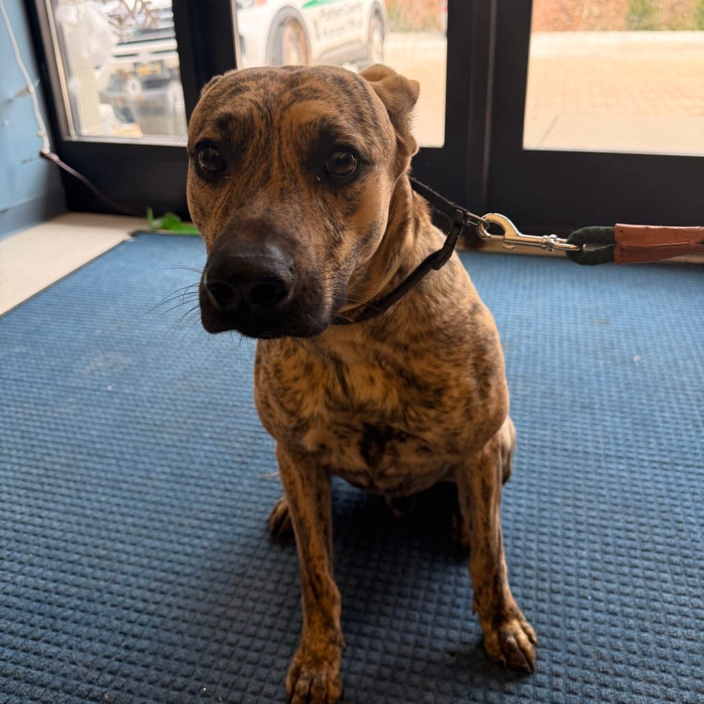 Photo of Cornbread, adoptable Mixed Breed (Medium) in Winfield, West Virginia