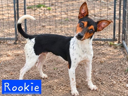 Photo of Rookie, adoptable Rat Terrier in Robbinsdale, Minnesota