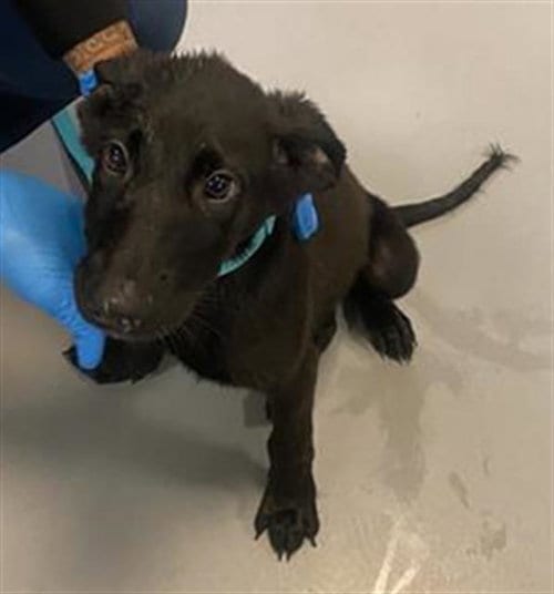 Photo of Chacho, adoptable Labrador Retriever in Riverside, California