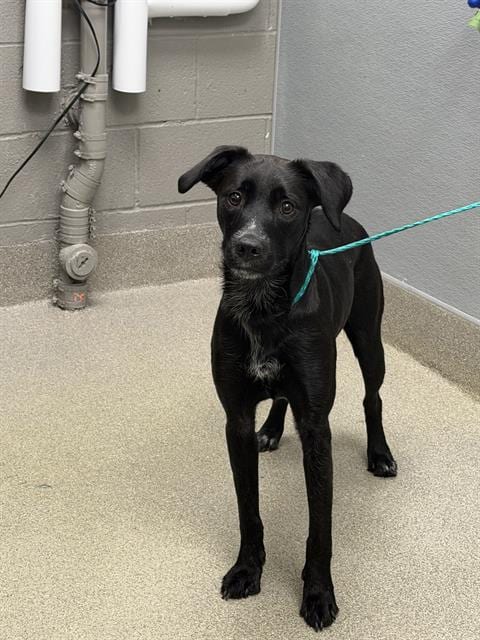 Photo of Chicken Noodle Soup, adoptable Labrador Retriever in Las Vegas, Nevada