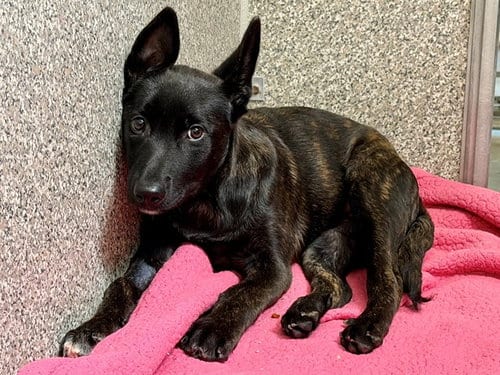 Photo of Salem, adoptable Belgian Shepherd Malinois in Santa Rosa, California