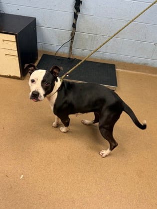 Photo of Marley, adoptable dog in Chamblee, Georgia