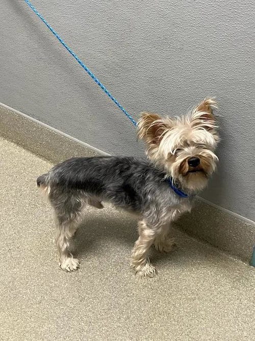 Photo of Marley, adoptable Yorkshire Terrier Yorkie in Las Vegas, Nevada