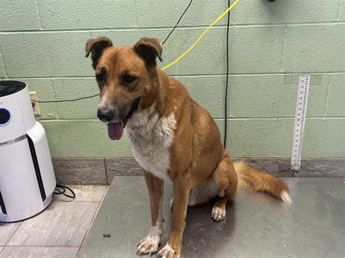 Photo of Red, adoptable German Shepherd Dog in Grand Prairie, Texas