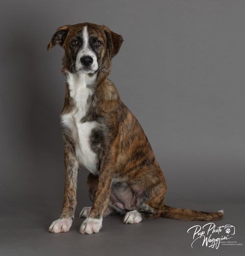 Photo of Georgia, adoptable Plott Hound in Claremore, Oklahoma