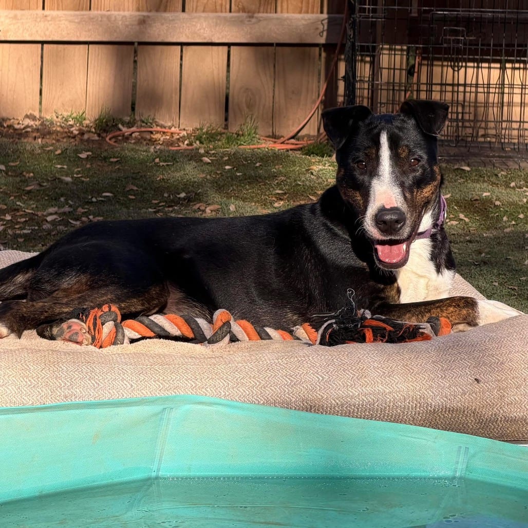 Photo of Mr. Clean, adoptable Terrier, Bull / Unknown in Weatherford, Texas