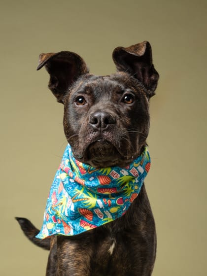 Photo of Kibo, adoptable dog in Atlanta, Georgia