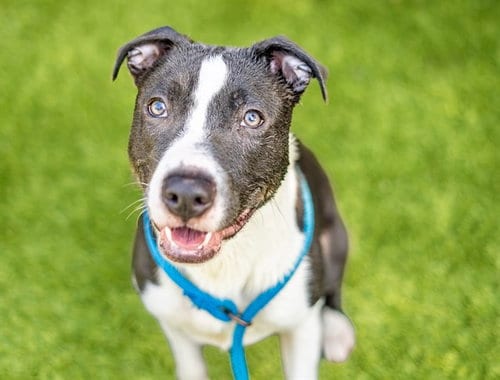 Photo of Cabo, adoptable Pit Bull Terrier in San Jose, California