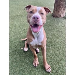 Photo of Roche, adoptable Terrier (Unknown Type, Medium) in Doral, Florida