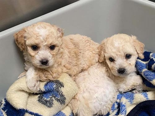 Photo of Mirabel, adoptable Poodle (Miniature) in Orange, California