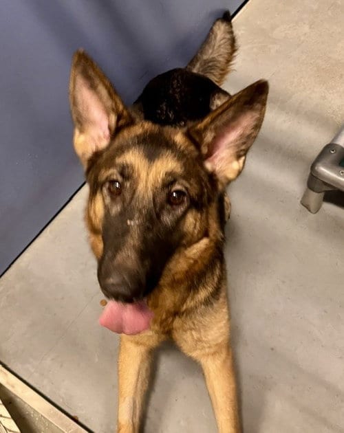 Photo of Missy Miss, adoptable German Shepherd Dog in South Lake Tahoe, California