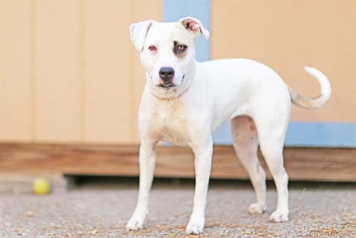 Photo of Dasher, adoptable American Pit Bull Terrier in Albuquerque, New Mexico