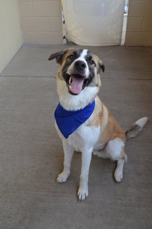 Photo of Timing Belt, adoptable Unknown breed in McKinney, Texas
