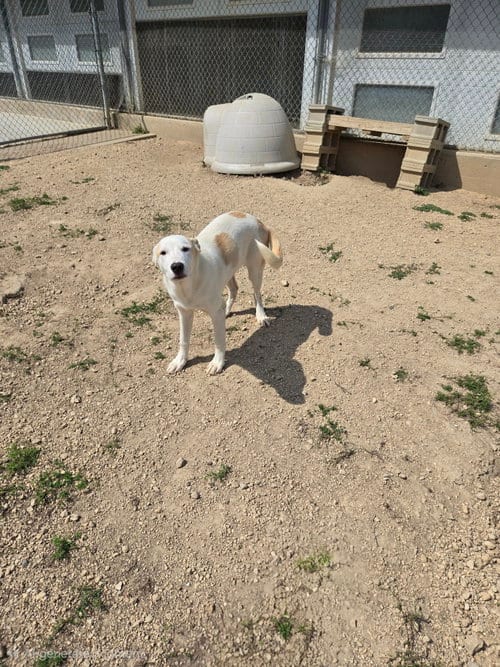 Photo of Big Boy, adoptable Husky in Maquoketa, Iowa