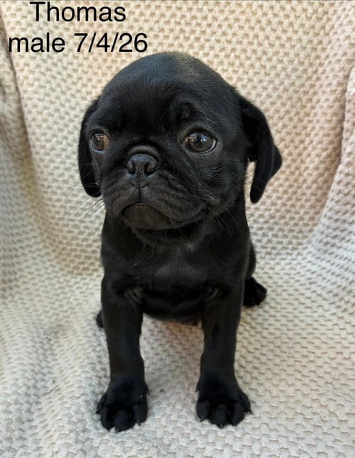 Photo of Thomas (in foster), adoptable Pug in Pottstown, Pennsylvania