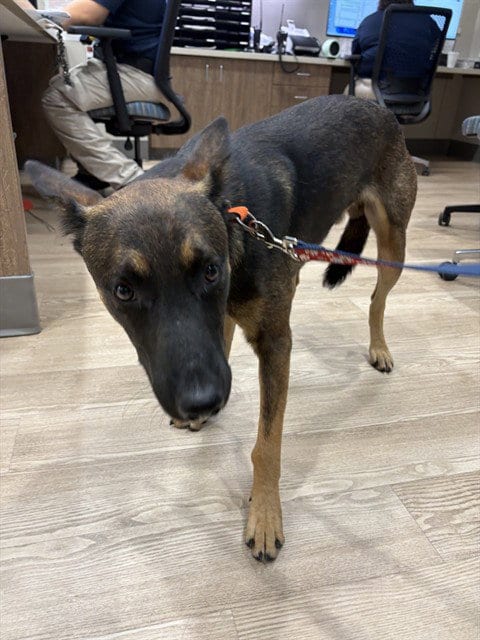 Photo of Al Poochino, adoptable German Shepherd Dog in Pearland, Texas