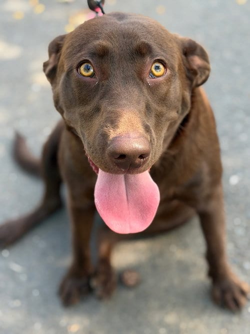 Photo of CoCo, adoptable Labrador Retriever in Tarrytown, Georgia