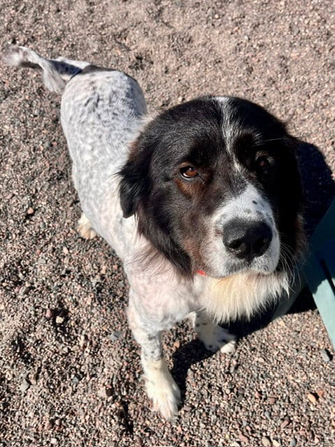 Photo of Lilly, adoptable Great Pyrenees in Webster, Wisconsin