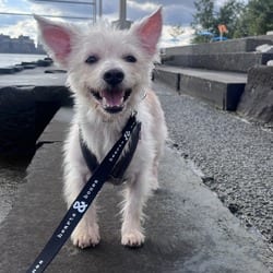 Photo of Bao, adoptable Terrier (Unknown Type, Medium) in New York, New York