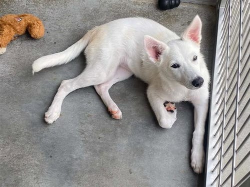 Photo of Sophie, adoptable German Shepherd Dog in Orange, California