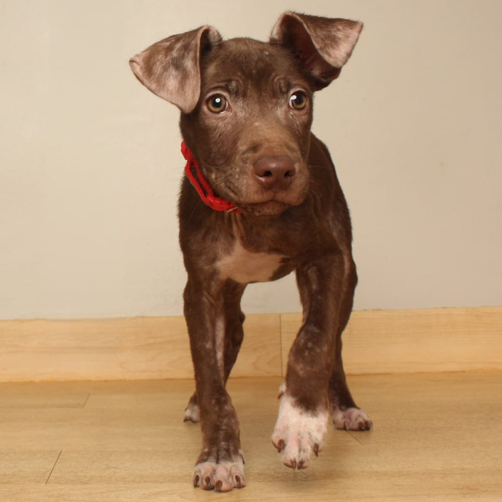 Photo of Strong Steve D70659, adoptable Terrier, Pit Bull / Mixed Breed (Medium) in Minnesota, Minnesota